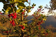 79 Bell'esemplare di agrifioglio